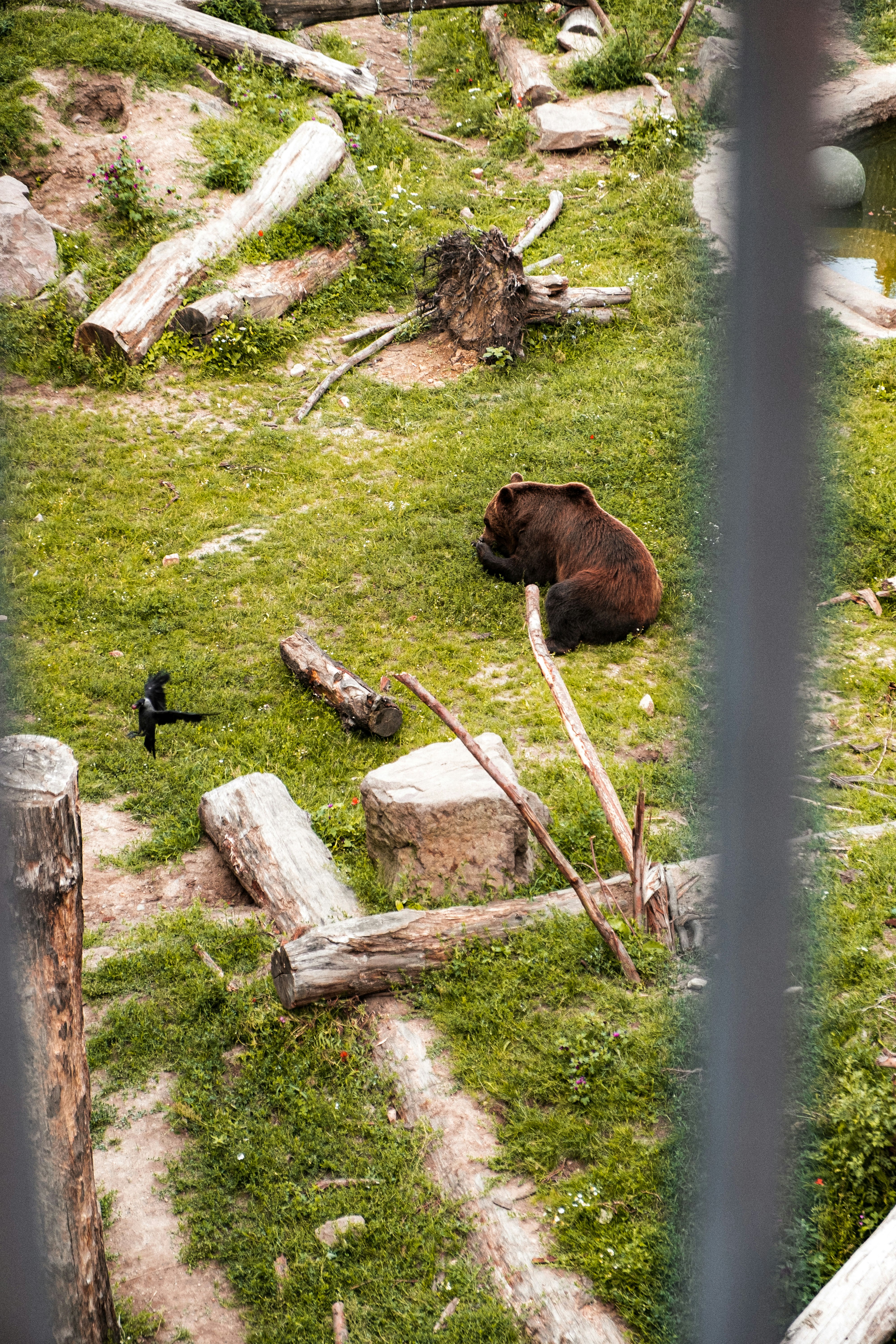 brown bear on green grass field during daytime